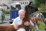 Lamas zu Besuch im Altersheim in Sarnen OW