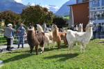 Lamas zu Besuch im Altersheim in Sarnen OW
