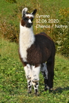 Lama Nachzucht Fohlen 2020