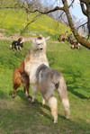 Kräftemessen der Lamas im Frühling
