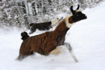 Winterzauber - Lamas auf Lamacountry