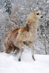 Winterzauber - Lamas auf Lamacountry