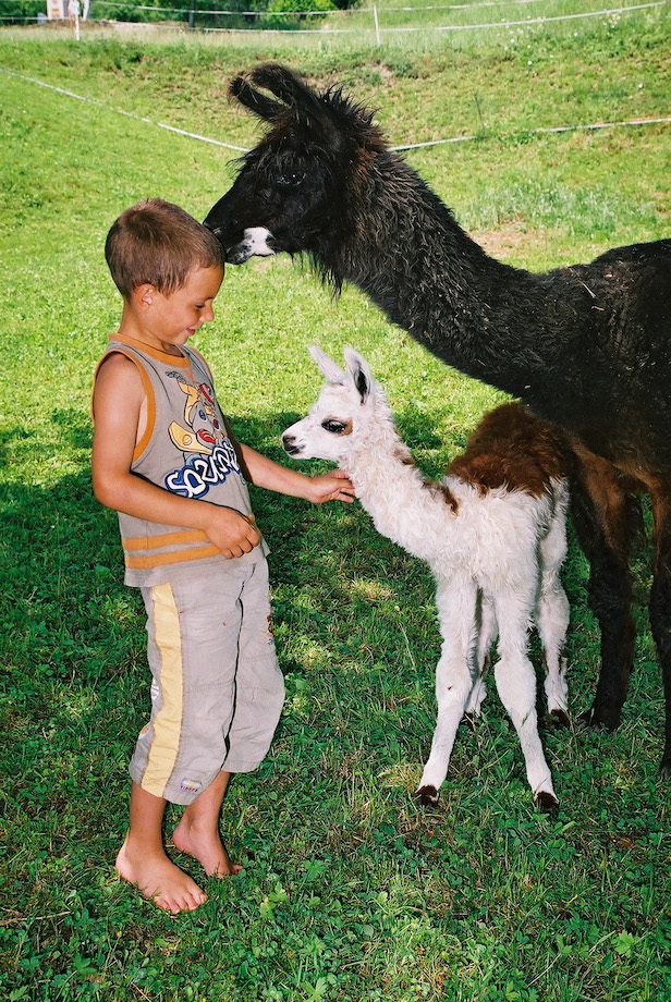 Lamacountry - Tiergestützte Aktivitäten - Kind mit Lamas